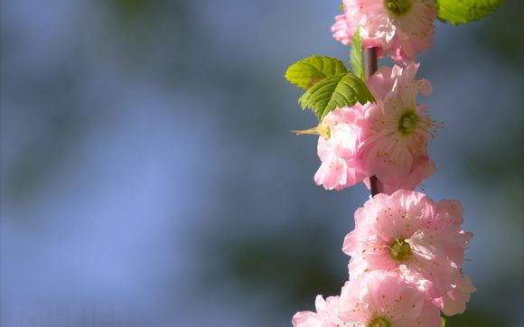 地下城鬼泣加点95